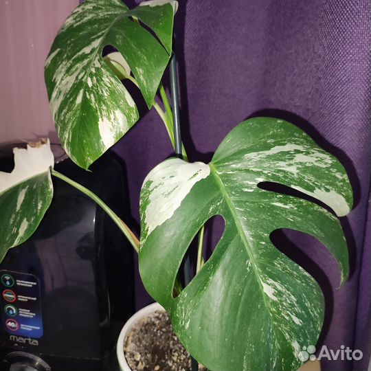 Монстера вариегатная alba