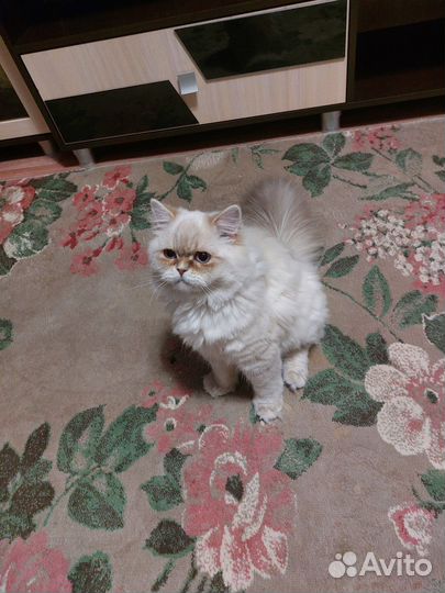 Шотландский прямоухий кот,на вязку