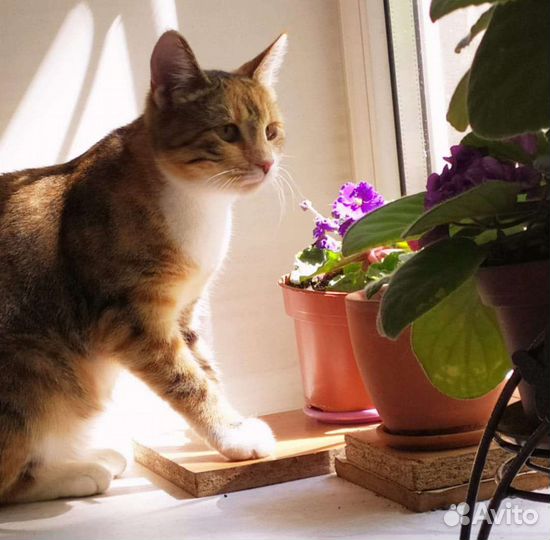 Трехцветная кошка счастье в дом