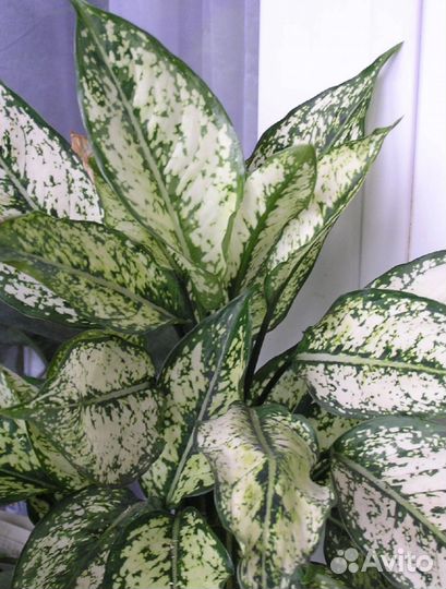 Аглаонемы First Diamond