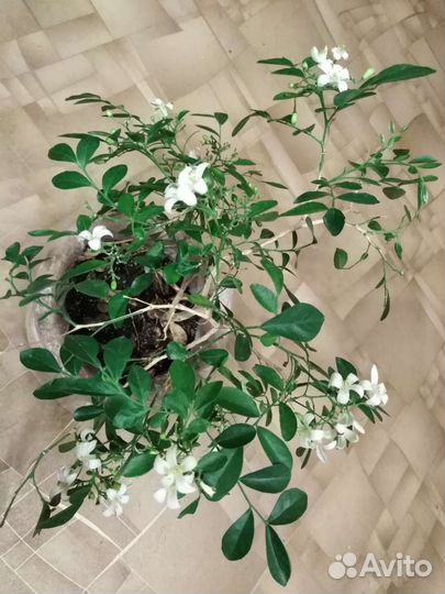 Мурайя, Эсхинантусы