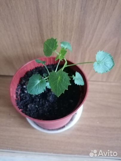 Кампанула невеста