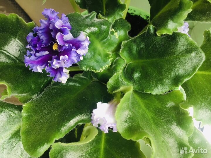 Фиалка сорт 