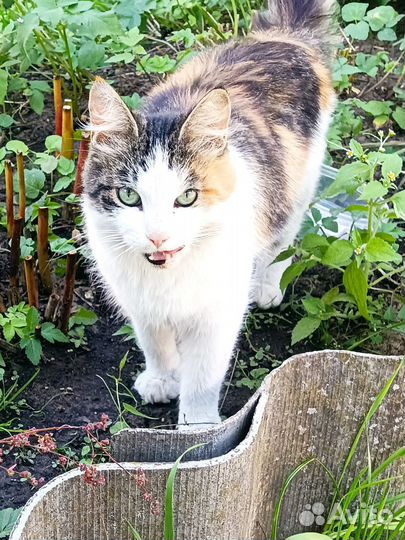 Кошечка Лапуля