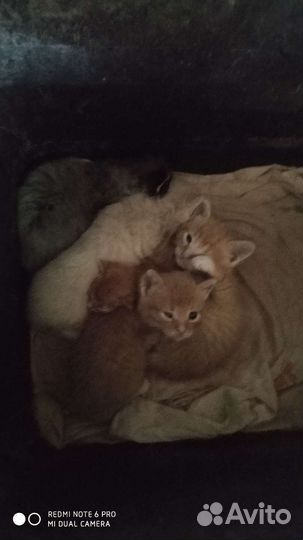 Кошка в дар бесплатно