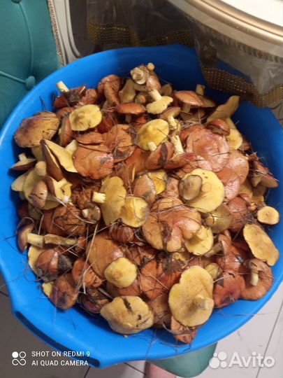 Грибы маслята свежие