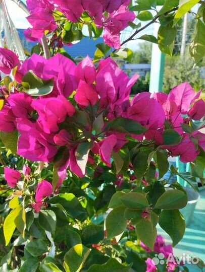 Бугенвиллия