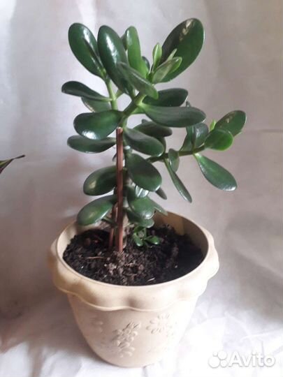 Цветы, Марата,сингониум