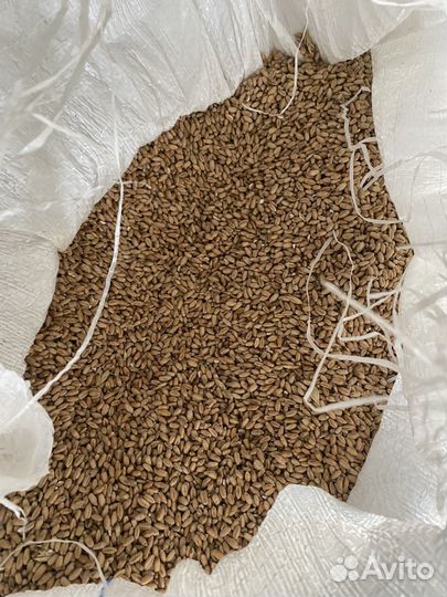 Зерно пшеница на ведро и в мешках, доставка