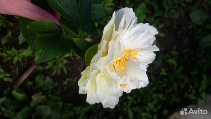 Пион grand массив