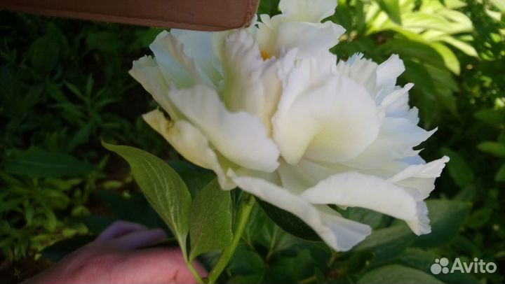 Пион grand массив