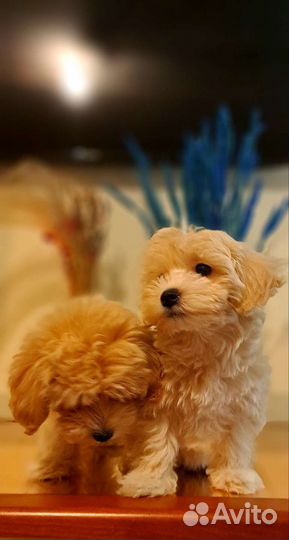 Щенки мальтипу f1 мини