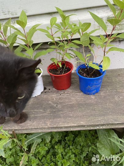 Гортензия Распберри Пинк