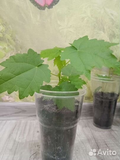 Абутилон комнатное растение