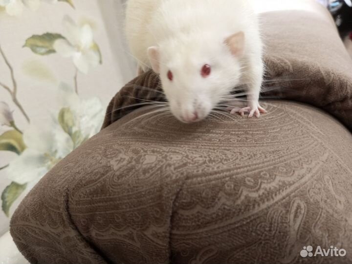 Крыса с клеткой