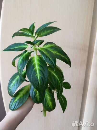 Бальзамин Новогвинейский