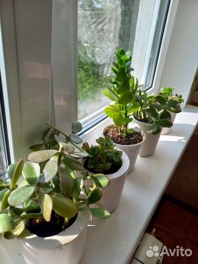 Комнатные цаеты