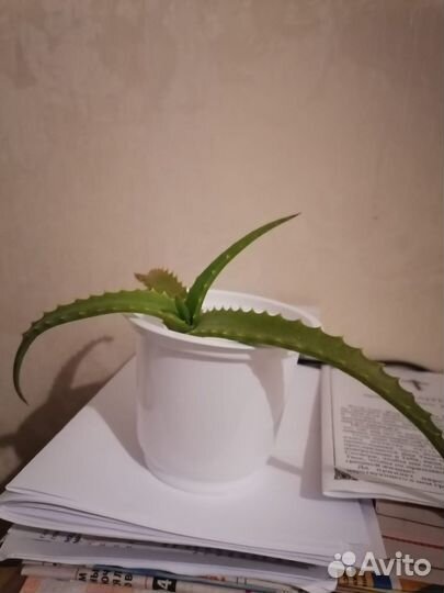 Женская одежда джемпер 46 р