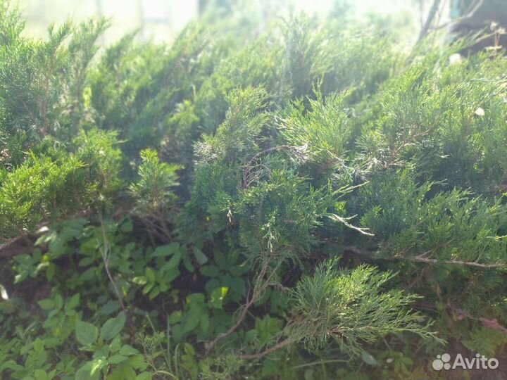 Можжевельник. Отростки