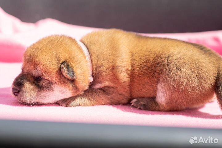 Собаки сиба ину щенки