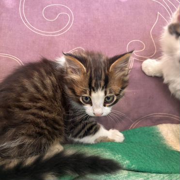 Яванский котёнок