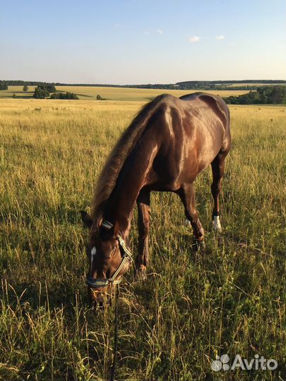 Продам коня