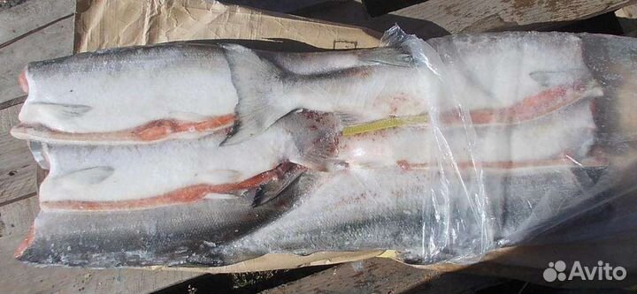 Рыба манака кета