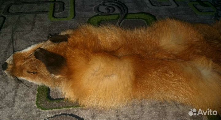 Лиса.Выделанная шкура.Чулок