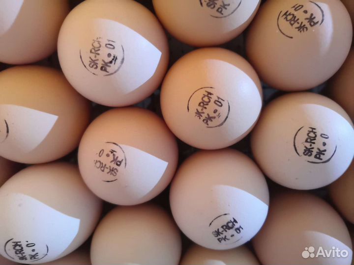 Инкубационное яйцо бройлера