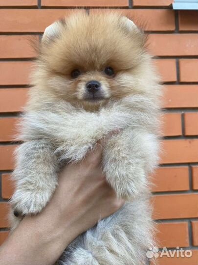 Померанский шпиц большой выбор щенков