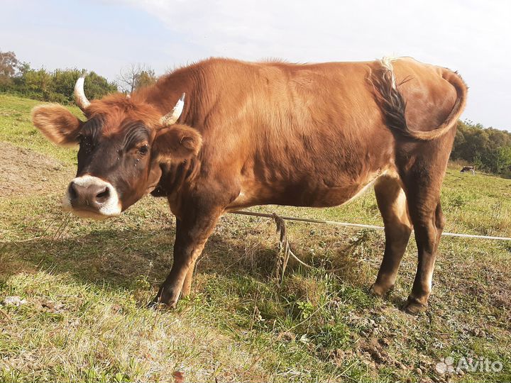 Джерсийская Телка Корова Возраст 1.6 года