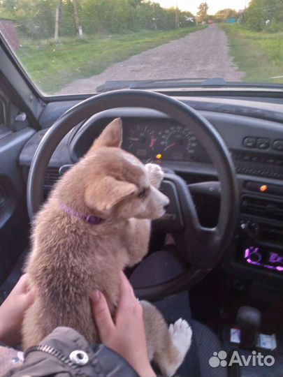 Собака щенок хаски с лайкой