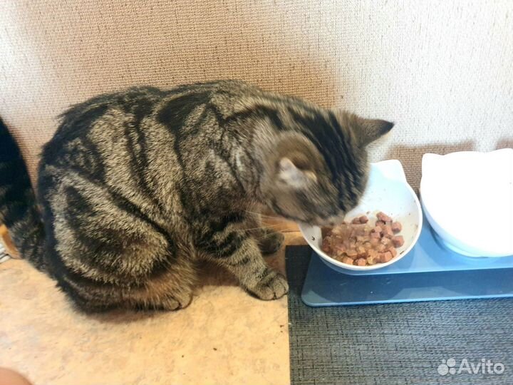 Британский кот