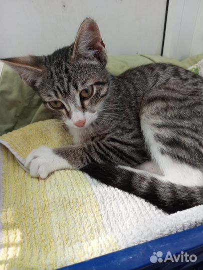 Котенок мальчик