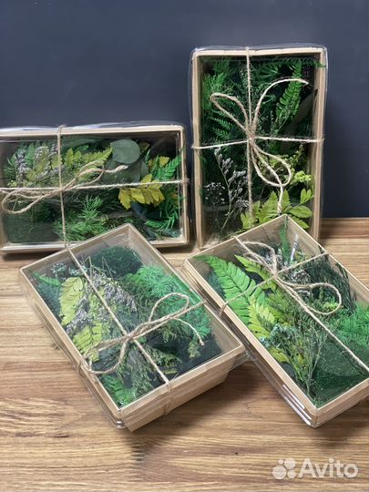 Растения для флорариума