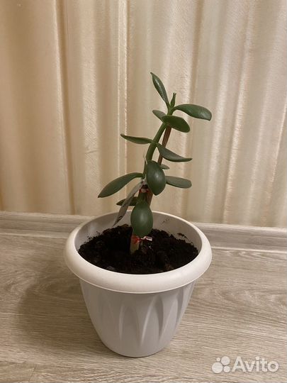 Денежное дерево толстянка