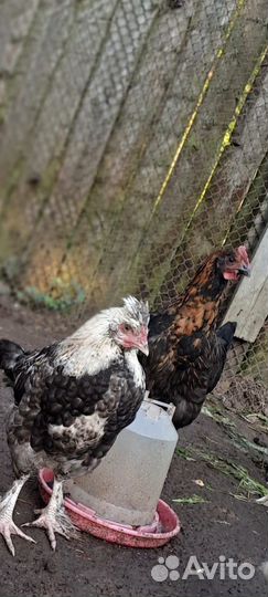 Молодые петухи