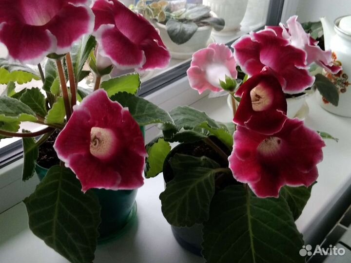 Комнатные цветы