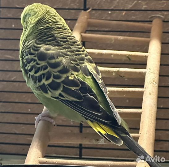 Попугаи ввп чехи