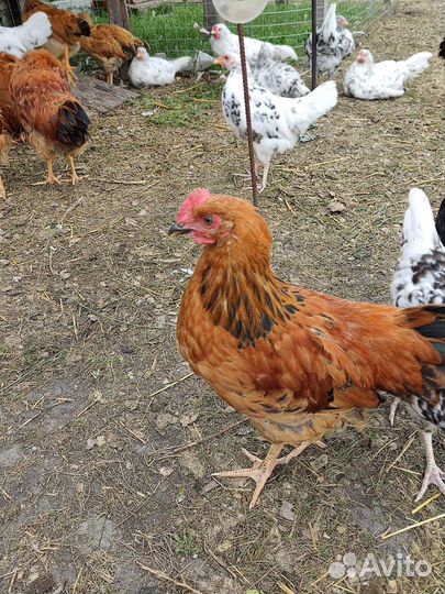 Молодые петушки кучинская юбилейная и пушкинская