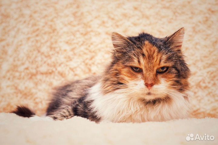 Кошка в дар