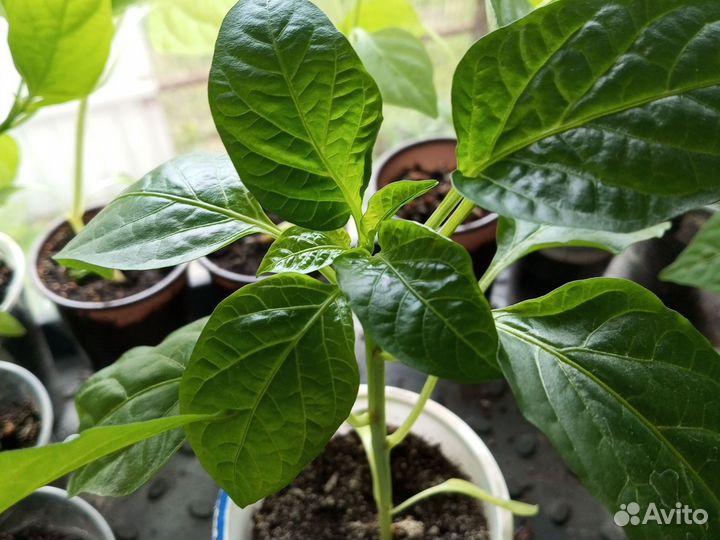 Рассада перца сладкого