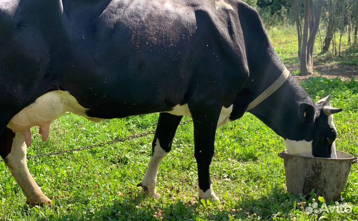 Корова дойная