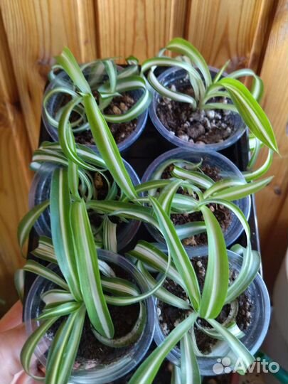 Хлорофитум кудрявый