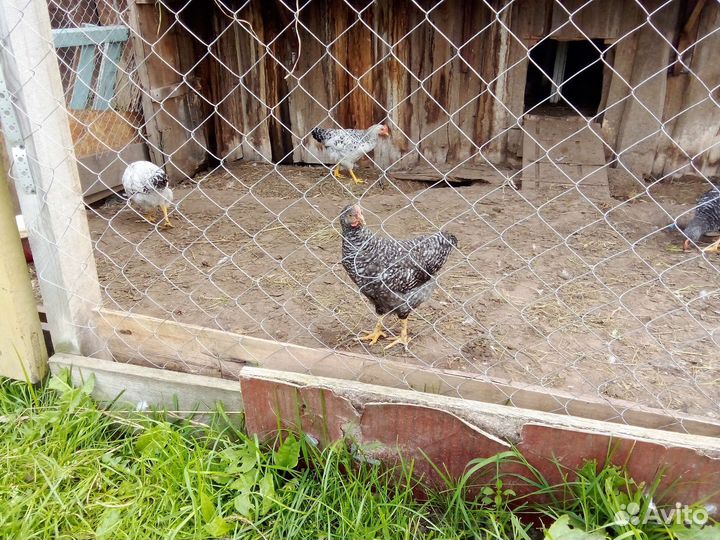 Молодые петушки