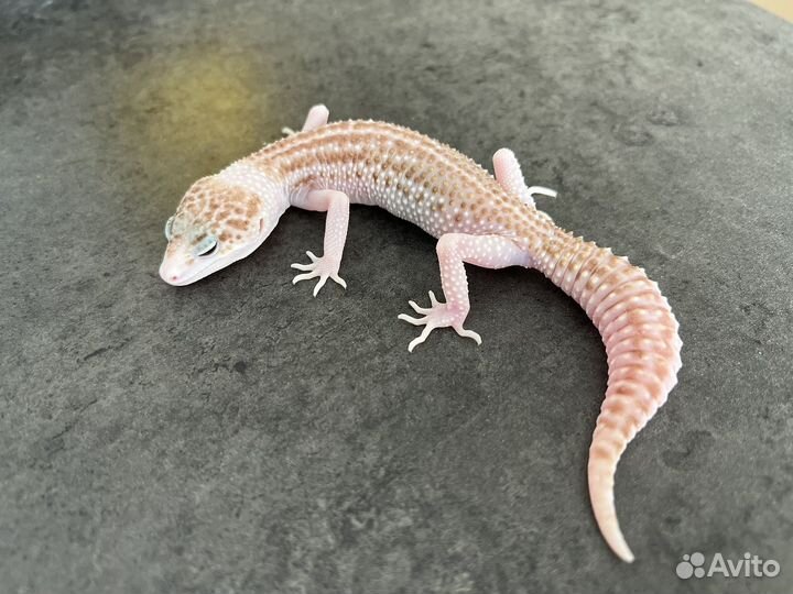 Гемитекониксы, Чахоа, геконы