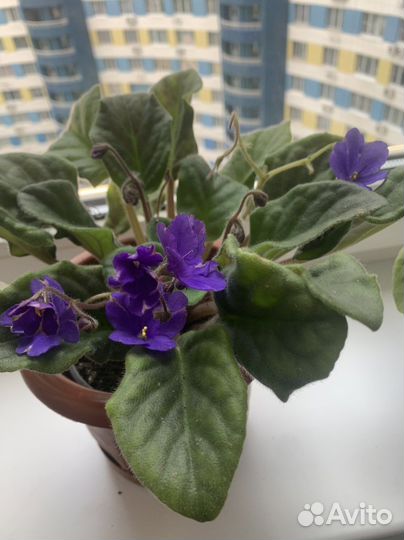 Фиалка Фиолетовая