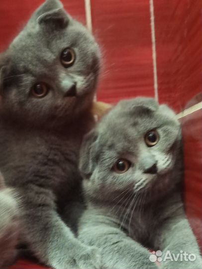 Вислоухие девочки. Чип, прививка