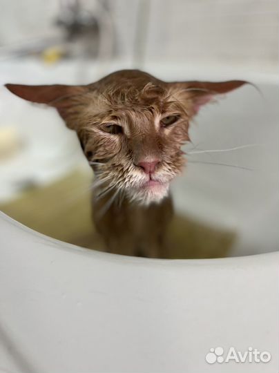 Экспресс - линька мейн куна