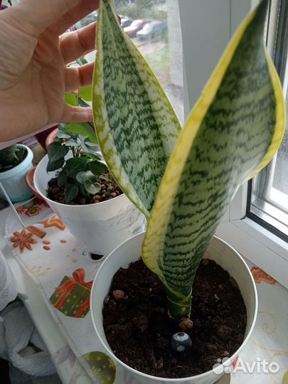 Сансевиерия щучий хвост